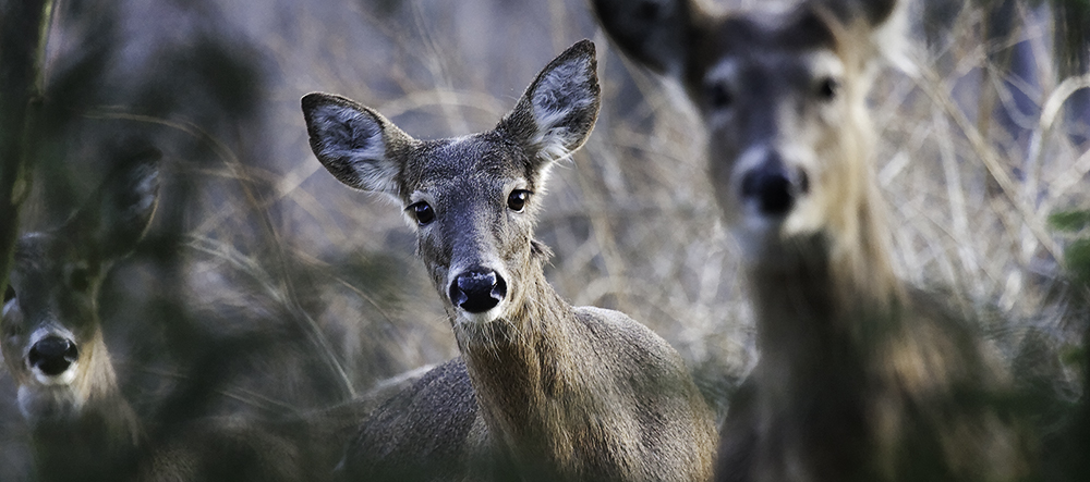 Deer trio potentially carrying Lyme disease